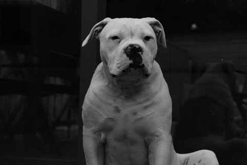 amerikaanse bulldog Darkenwald